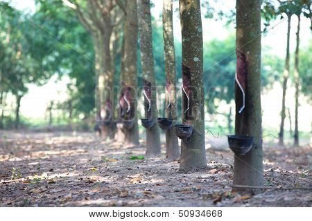 Rubber Plantation