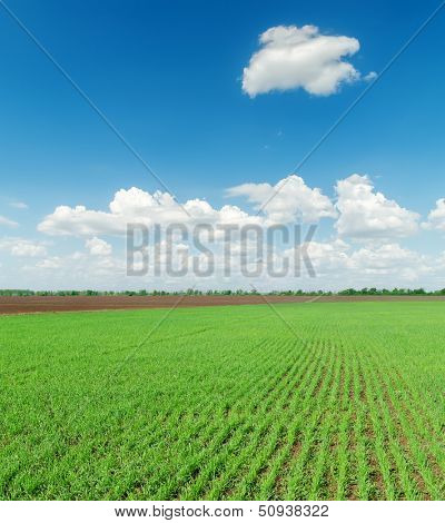 green field and dlue sky