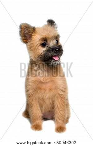 Little Dog
