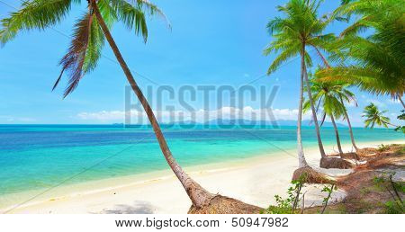 tropical beach with coconut palm