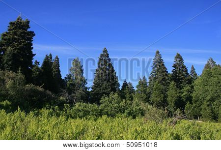 Palomar Mountain Pines