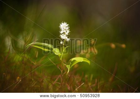 May lily, or false lily of the valey (maianthemum bifolium).