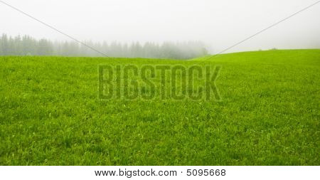 Misty Wiese
