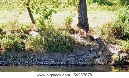 trees gnawed by a beaver
