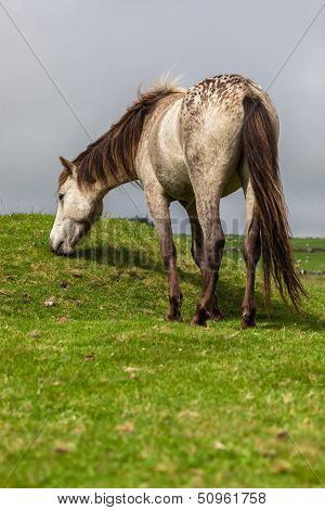 Gray Horse Grazing