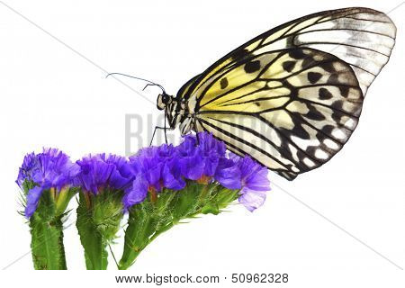 idea leuconoe on violet flower close up