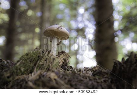 Mushroom In The Forest