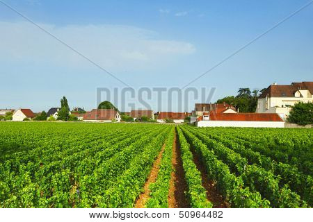 View of the vineyards in Gevrey Chambertin, France