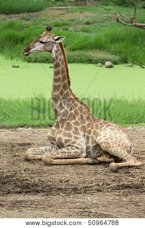giraffes in the zoo safari park