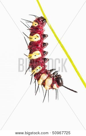 Leopard Lacewing Pupation
