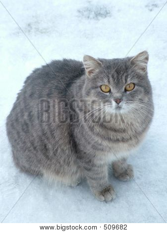 Kočka