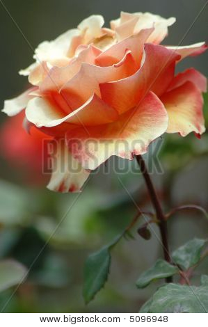 Rosa corallina