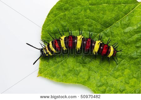 Leopard Lacewing Caterpillar