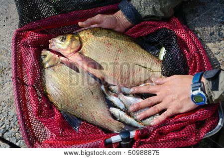 Fisherman With Fish