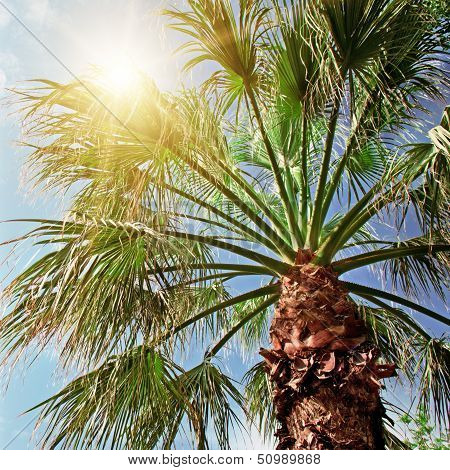 Palm Tree On Background Of Blue Sky