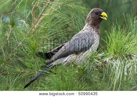 Western Grey Plantain-eater