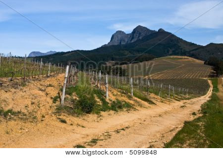 Vingård i Stellenbosch