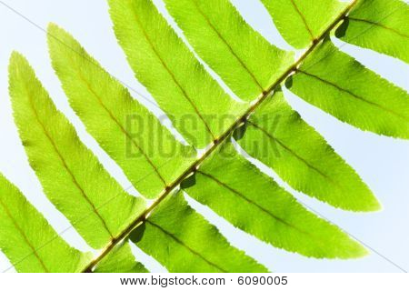 Leaf Fragment af vinduet Ferny plante lys himmel baggrunden