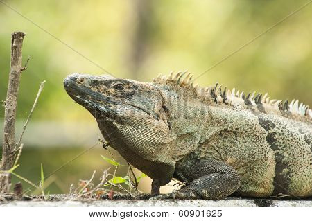 Adult Male Black Spiny-tailed Iguana