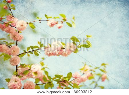branches with beautiful pink flowers against the blue sky. Amygdalus triloba. Added paper texture.