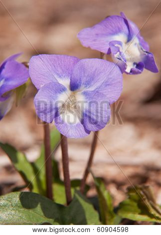 Viola palmata, Wood Violet, blooming in early spring