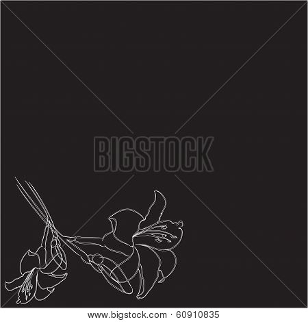 two lilies on a black background