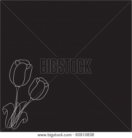 two tulips on a black background