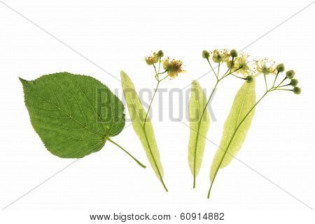 Flowers Of The Lime Tree (Tilia)