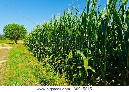 Corn