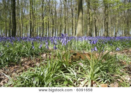 İngilizce Bluebell Woods