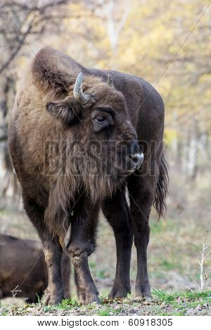 European Bison Has Injured His Leg