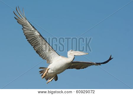 Pink-backed Pelican (pelecanus Rufescens) In Flight
