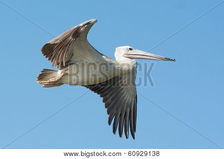 Pink-backed Pelican (pelecanus Rufescens) In Flight