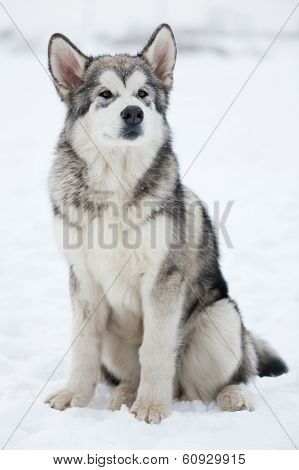 Alaskan Malamute Looking Into The Distance