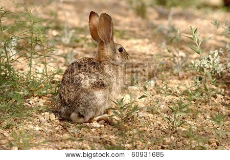 Desert Cottontail (sylvilagus Audubonii)