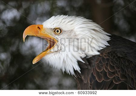 Screeching Bald Eagle