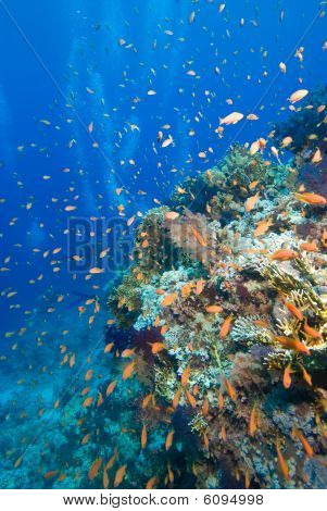 Värikäs trooppinen Reef Red Sea, Egypti