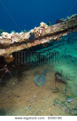 Bluespotted Stingray (taeniura Lymma)