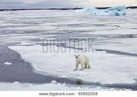 Polar bear in natural environment