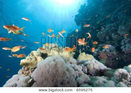 Una scuola di Lyretail Anthias (pseudanthias Squamipinnis) oltre A barriera corallina