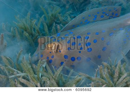 Bluespotted Stingray (taeniura Lymma) juurikasvit In Sea Grass For Food