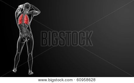 lung