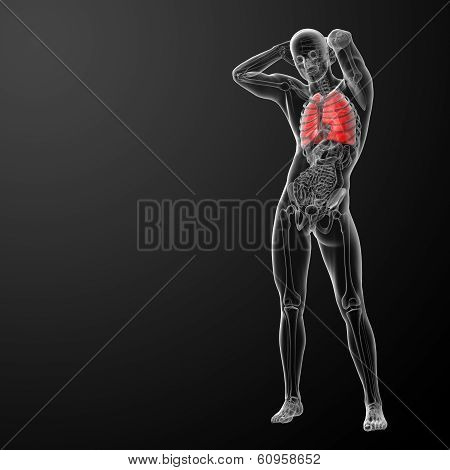 Human respiratory system in x-ray