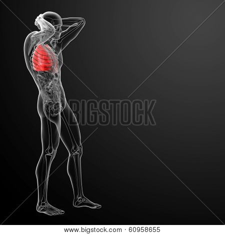 lung
