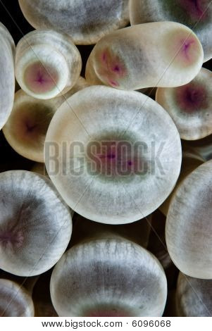 รายละเอียดของ A ฟอง Anemone (entacmaea Quadricolor)