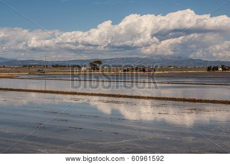 View Of A Paddy Field In Delta De L'ebre, Catalonia, Spain
