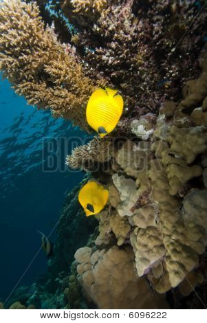 Maskeli Butterflyfish (chaetodon Semilarvatus)