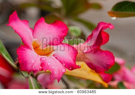 Pink Impala Lily Or Desert Rose Flowers.
