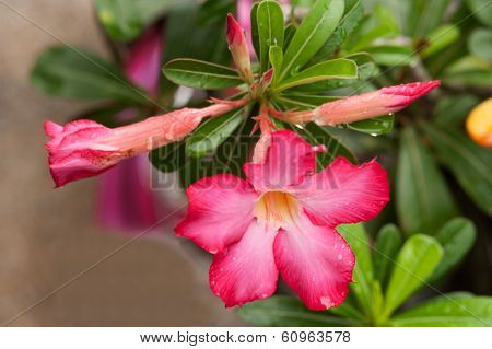 Pink Impala Lily Or Desert Rose Flowers.