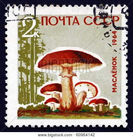 Postage Stamp Russia 1964 Ixocomus Luteus, Mushroom